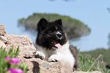 AKITA AMERICAIN 036
